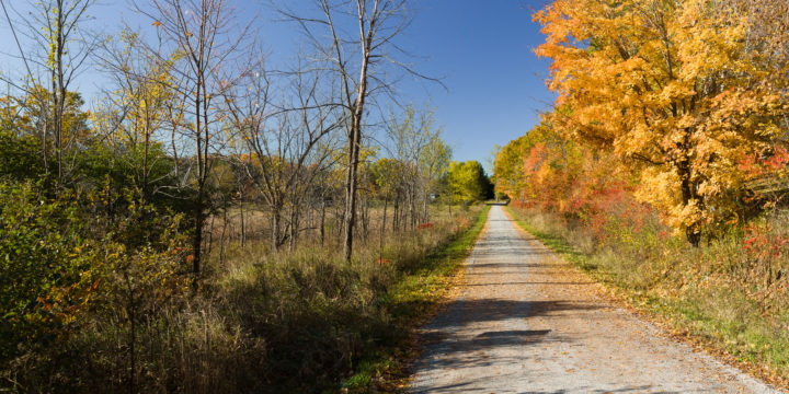 Fall Colour On Concession Road 3