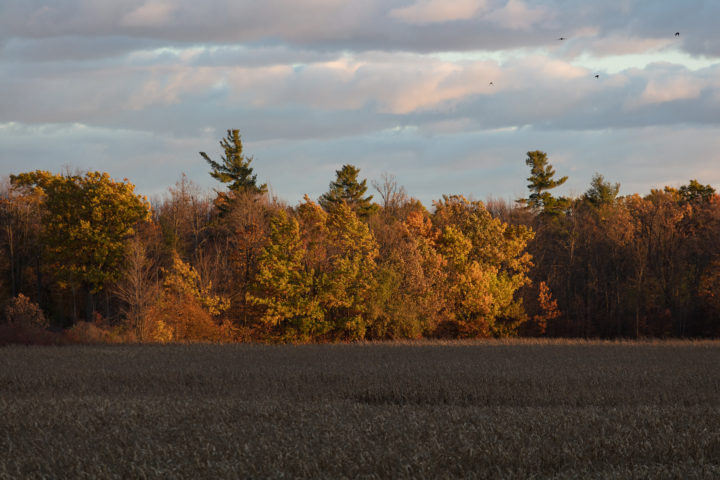 Trees In The Wind At Sunset