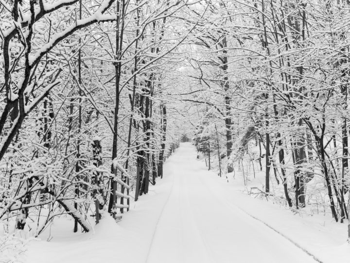 Snowy Trees On Small Rural Road