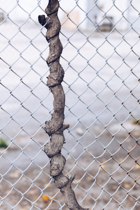 Tree Intertwined With Fence