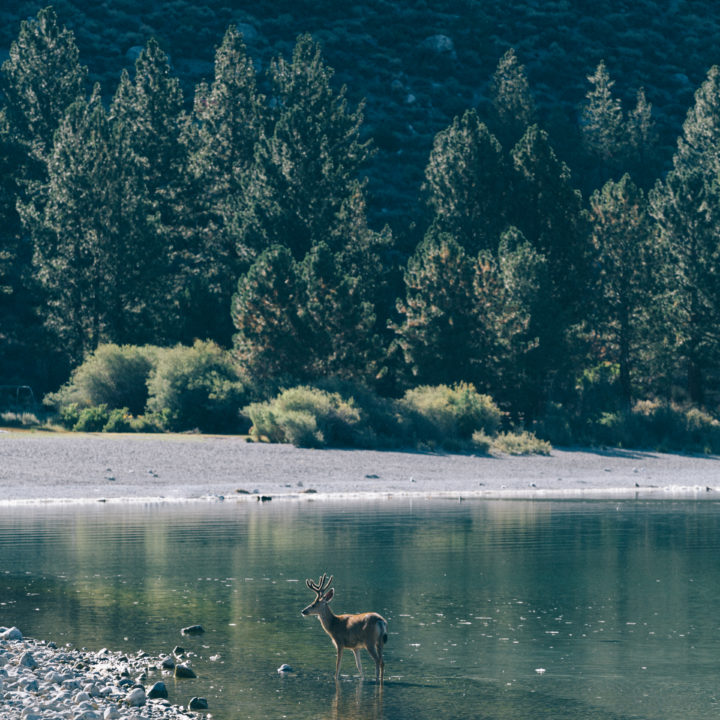 Deer Standing In Water