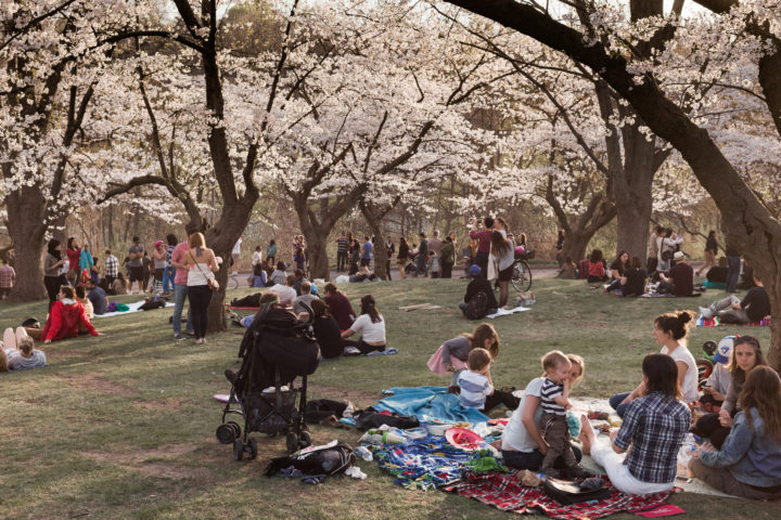 People Relaxing Under Cherry Blossoms