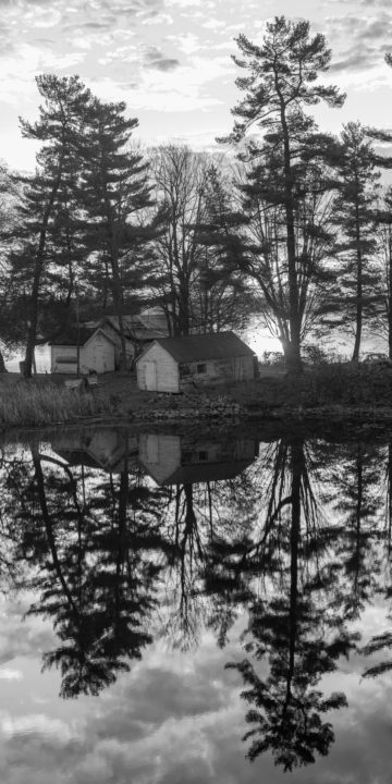 Cottage And Tall Trees