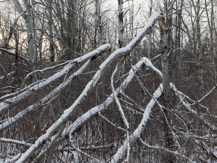Geometric Snapped Trees