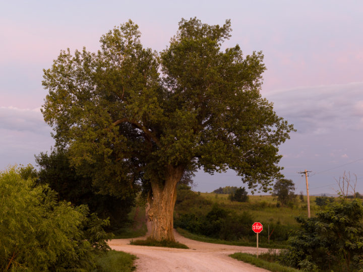 Tree In The Middle Of The Road 2