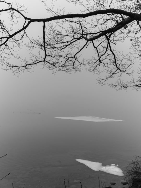 Tree Branch And Floating Ice