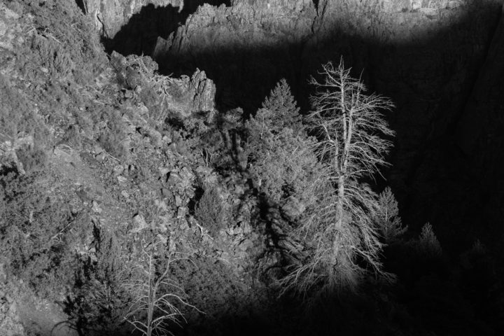 Dead Trees And Black Canyon
