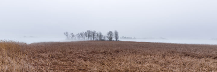 Trees And Reeds In The Fog 01