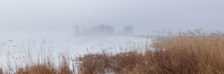 Trees And Reeds In The Fog 02