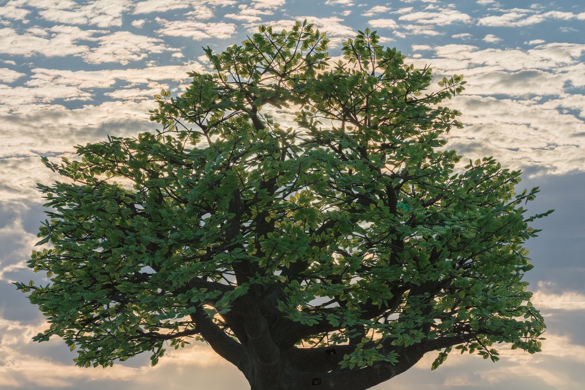 Tree of Ténéré by: Alexander Green, Mark Slee, Zachary Smith, and Patrick Deegan from: San Francisco, CA