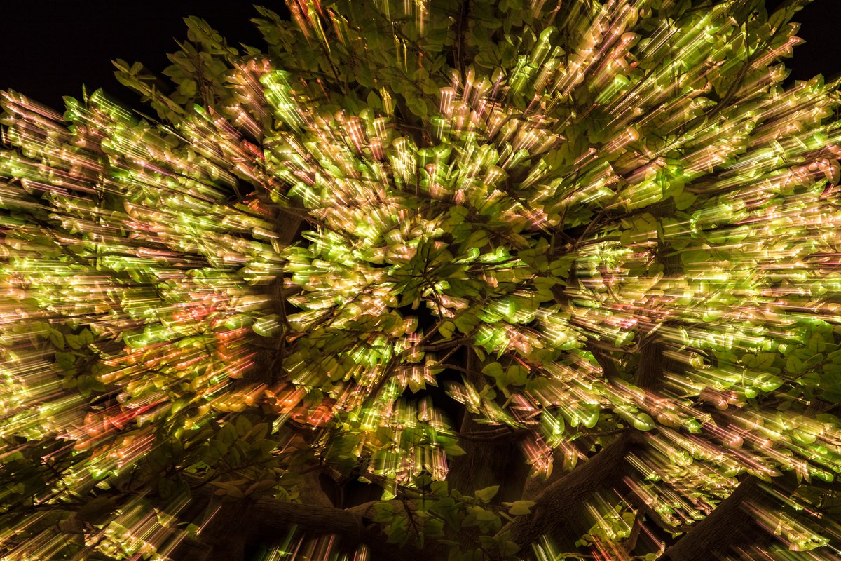 Tree of Ténéré by: Alexander Green, Mark Slee, Zachary Smith, and Patrick Deegan from: San Francisco, CA