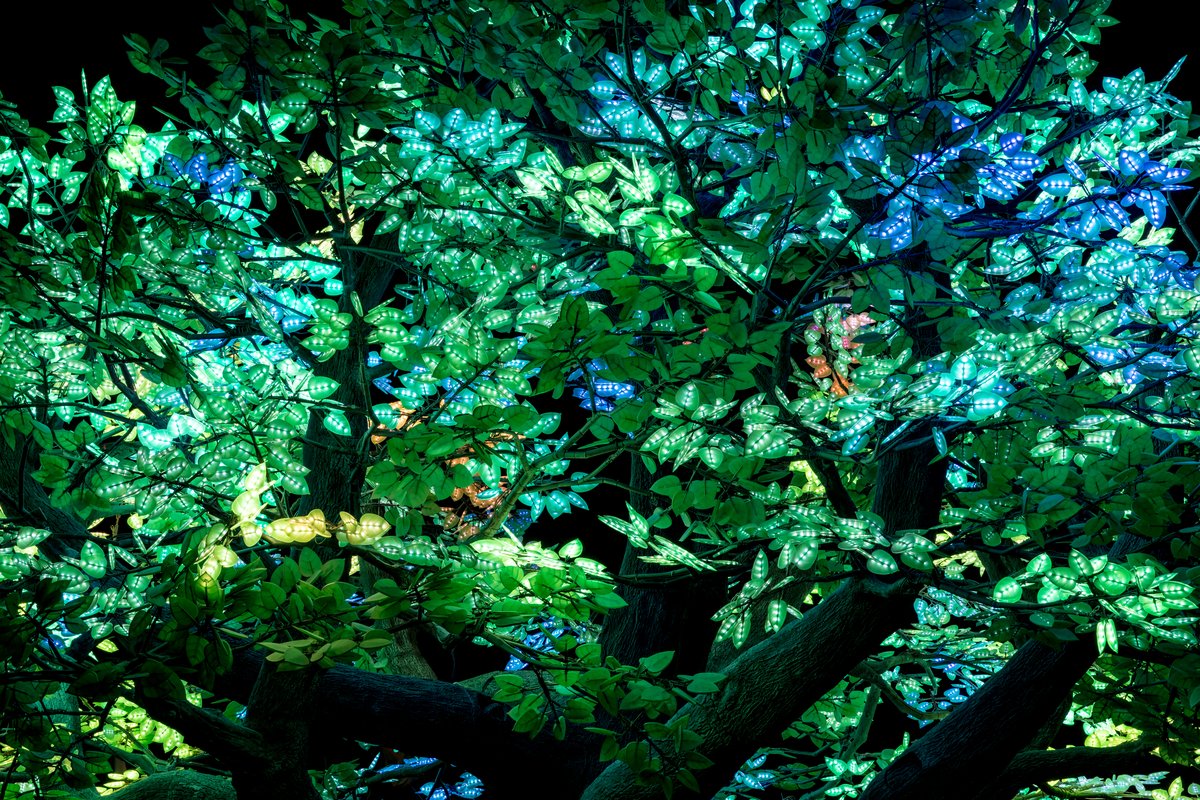 Tree of Ténéré by: Alexander Green, Mark Slee, Zachary Smith, and Patrick Deegan from: San Francisco, CA