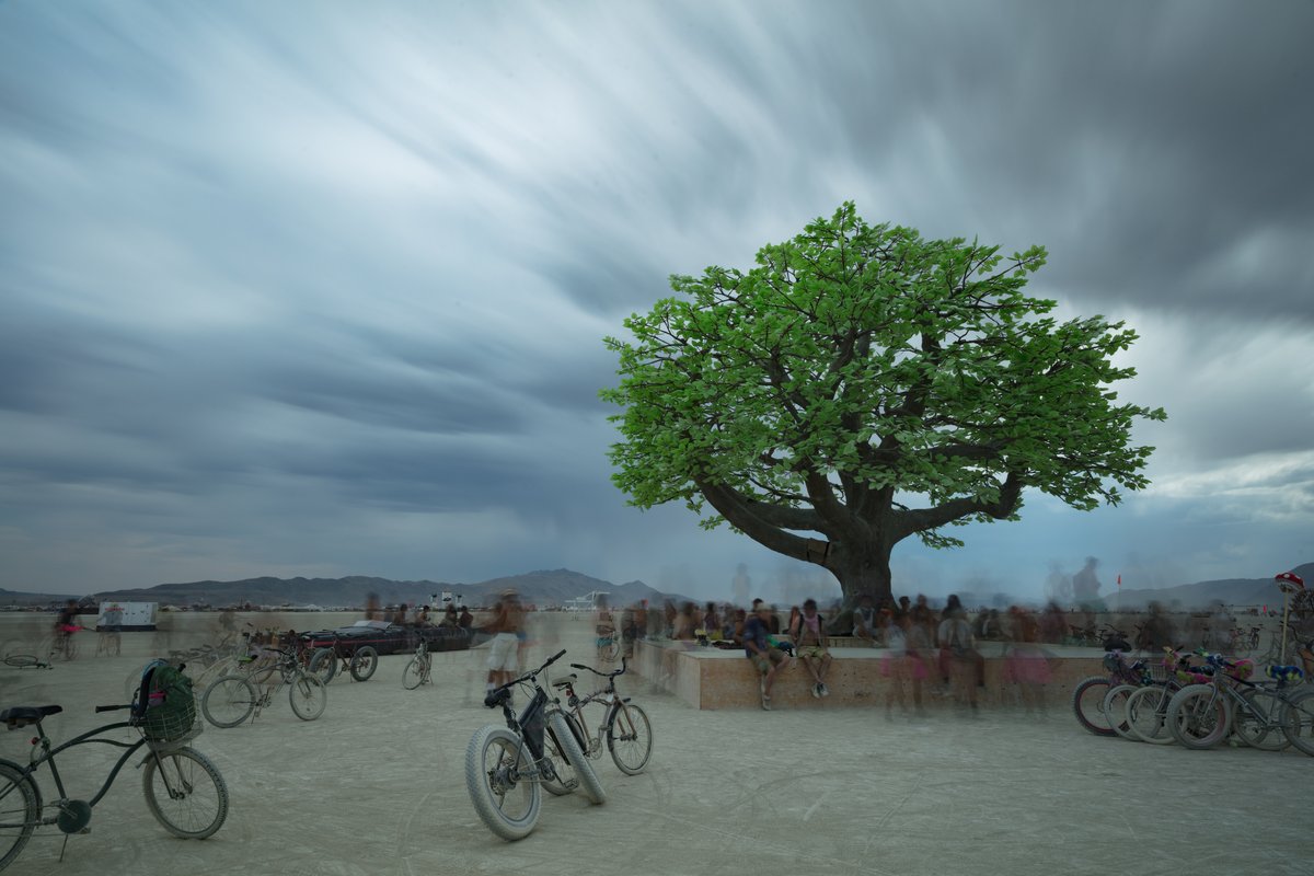 Tree of Ténéré by: Alexander Green, Mark Slee, Zachary Smith, and Patrick Deegan from: San Francisco, CA