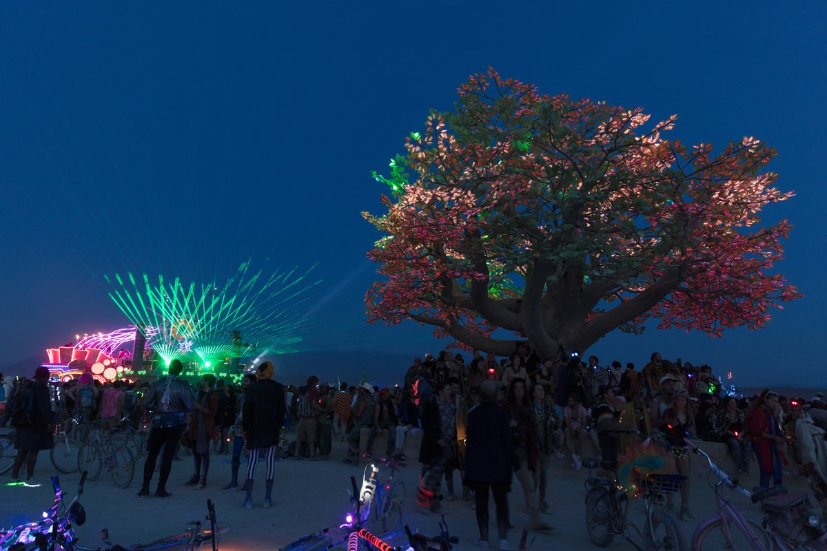 Tree of Ténéré by: Alexander Green, Mark Slee, Zachary Smith, and Patrick Deegan from: San Francisco, CA