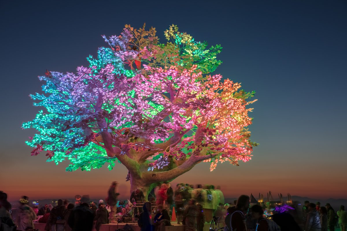 Tree of Ténéré by: Alexander Green, Mark Slee, Zachary Smith, and Patrick Deegan from: San Francisco, CA