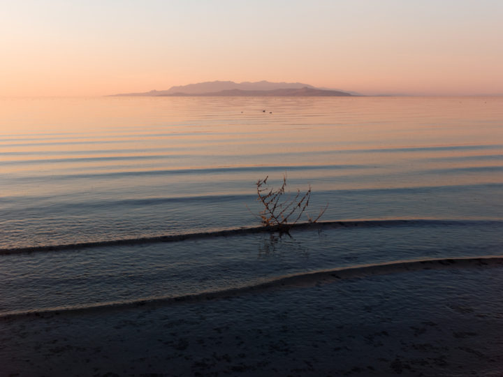 Tumbleweed In Great Salt Lake