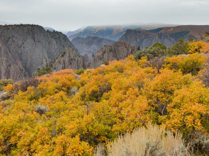 Fall Colour At Black Canyon