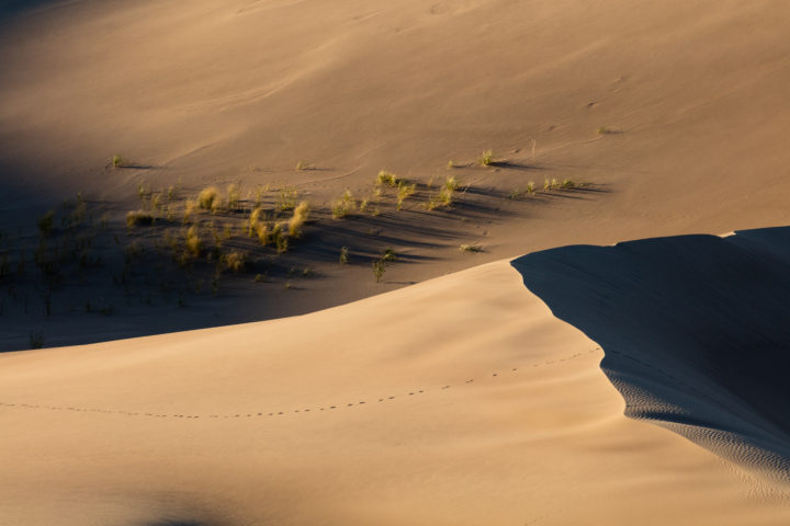 Animal Track On Sand Dune