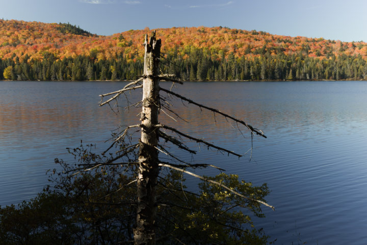 Dead Tree At Rock Lake