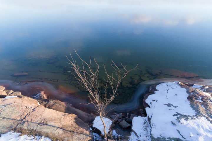 Small Tree And Frozen River