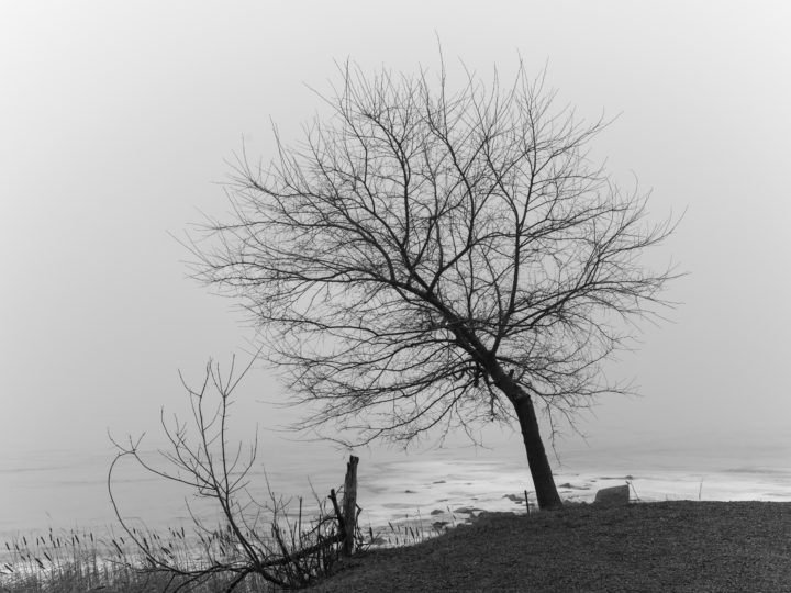 River Road Tree
