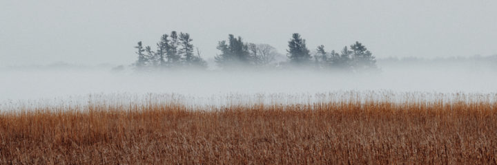 Trees And Reeds In The Fog 03