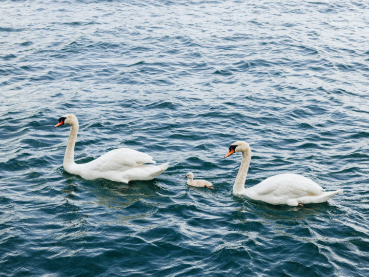 Three Swans