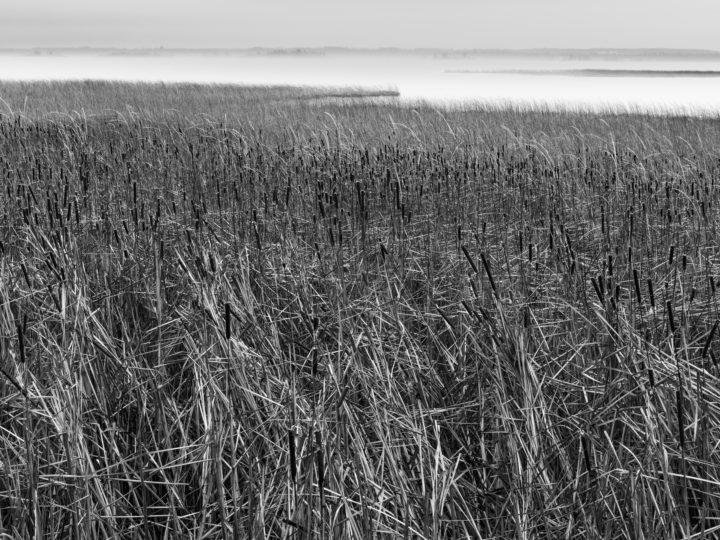 Reeds And Fog