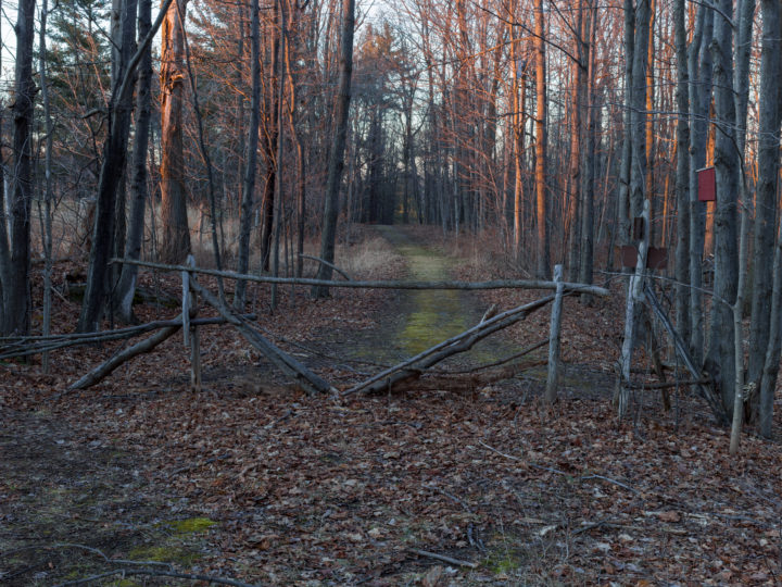 Blocked Path In The Woods