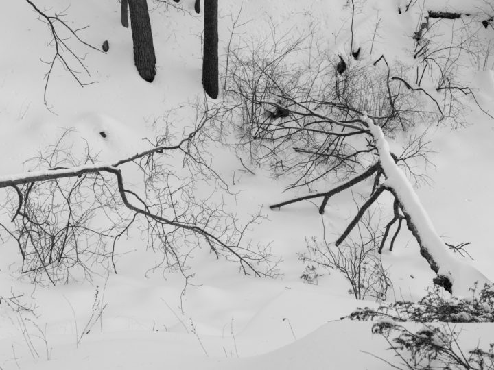 Fallen Trees In The Snow