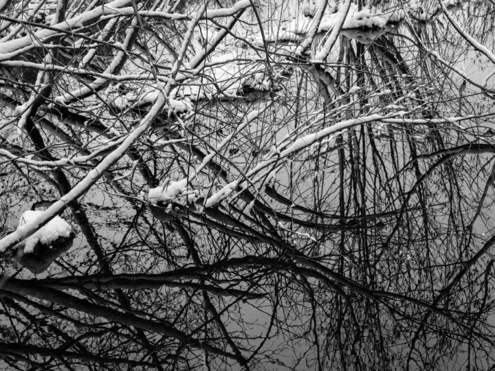 Snow Covered Branches And Reflections