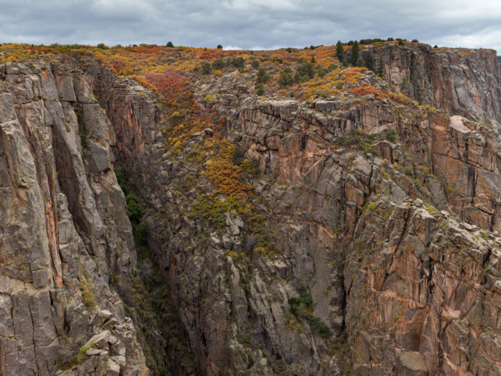 Vegetation On The Cliffs At Black Gunnison