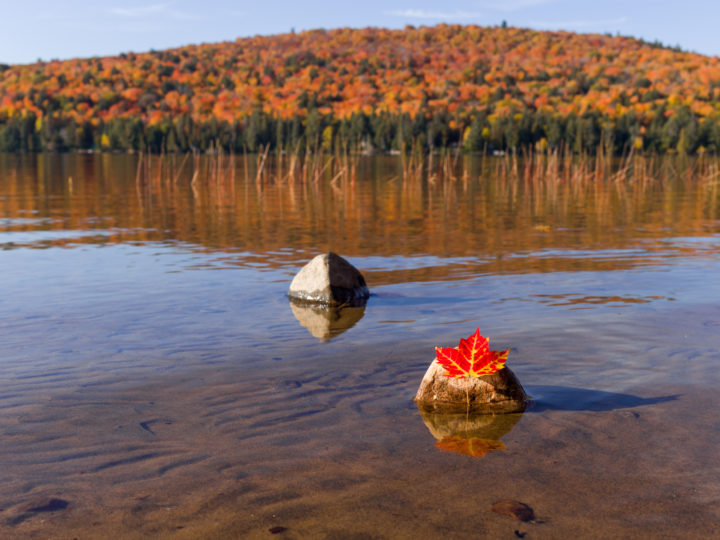 Maple Leaf On Stone In Lake