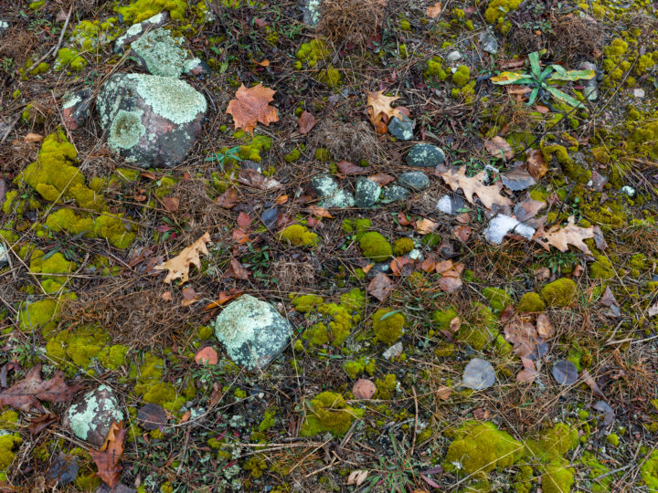 Stones Mosses And Leaves