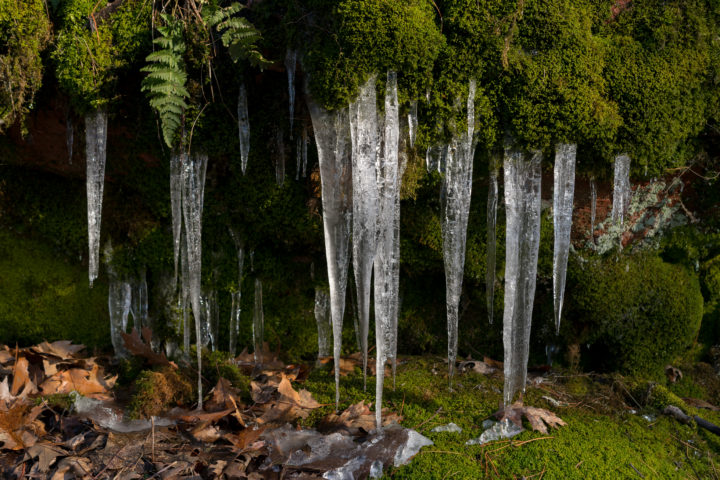 Icicles And Moss
