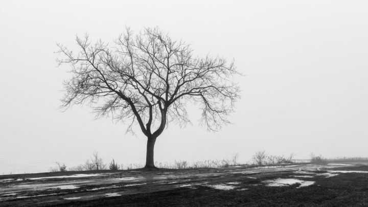 Tree Silhouette