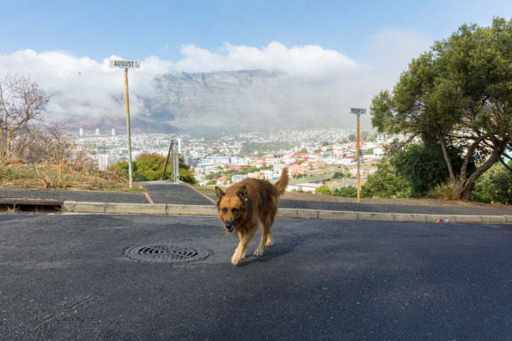 Cape Town Dog