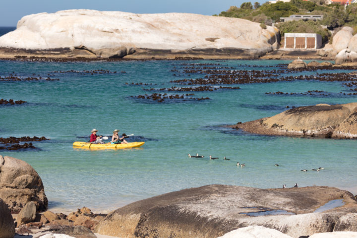 Kayaking With Penguins