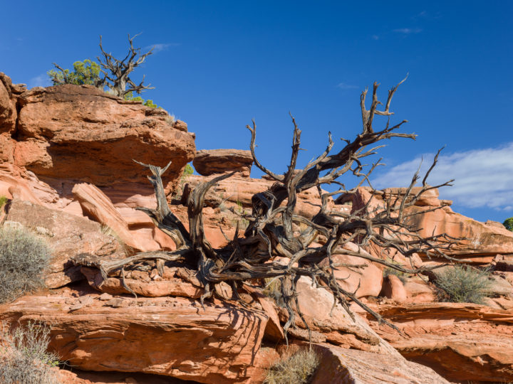 Dead Utah Juniper