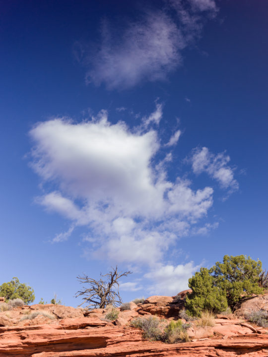 Utah Juniper And Sky