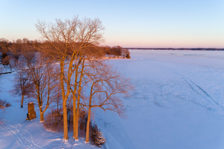 Family Of Trees In The Snow