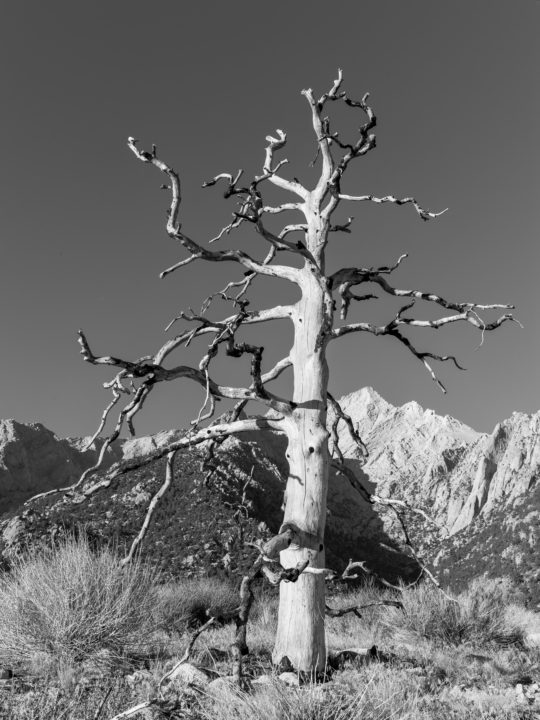 Dead Tree At Lone Pine 2