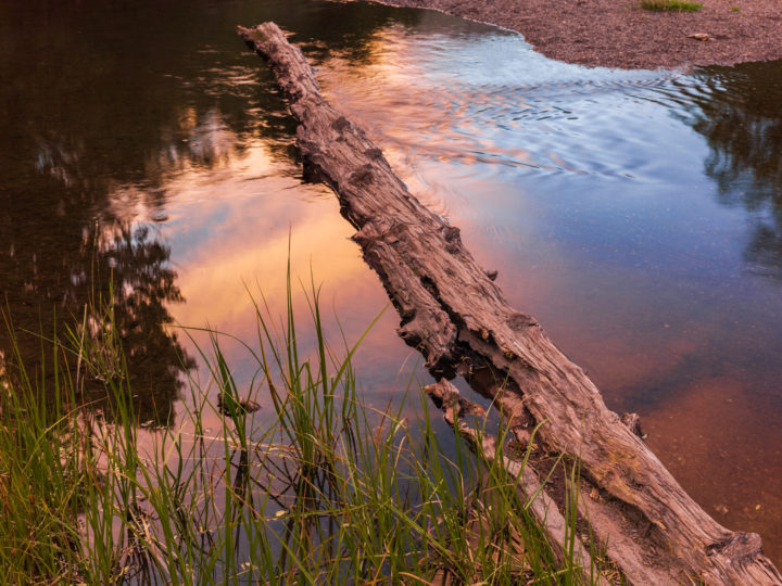 Fallen Tree In Stream