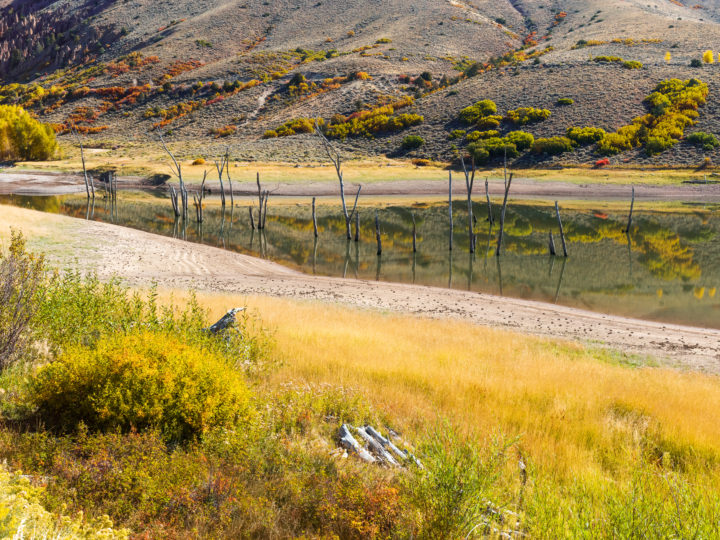 Dead Trees In Gunnison River