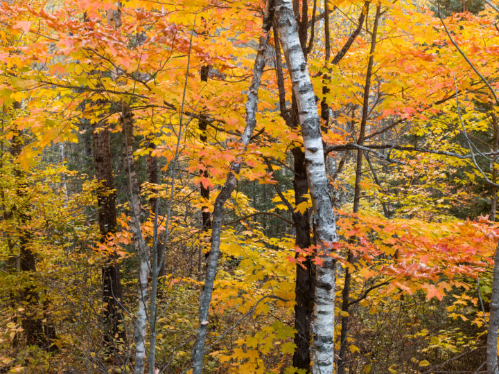 Amongst The Trees 3