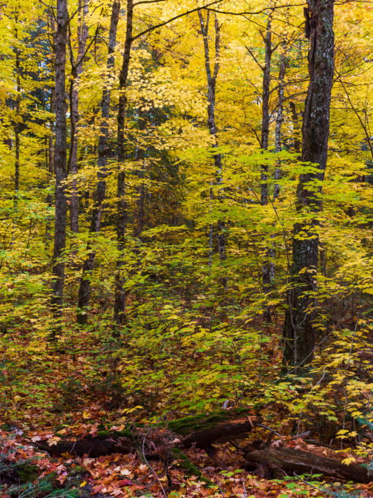 Amongst The Trees 4