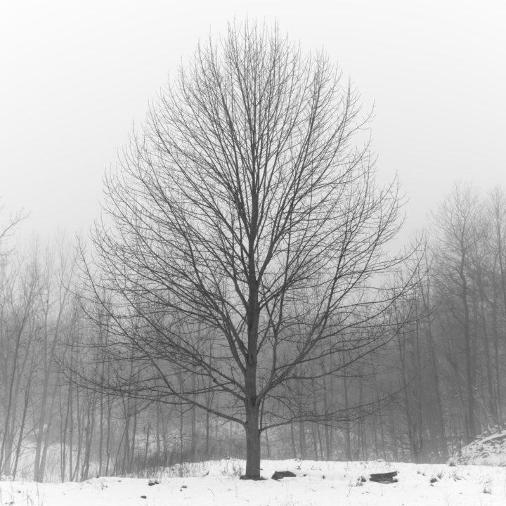 Leafless Tree On Hill Island