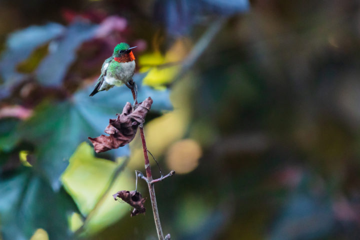 Ruby-Throated Hummingbird