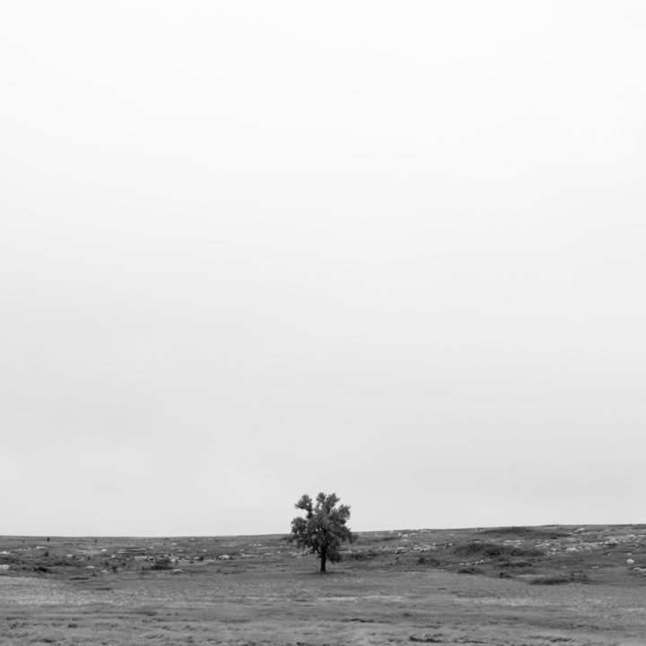 Tree In A Field 2