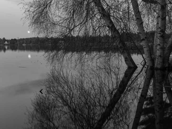High Water And Trees